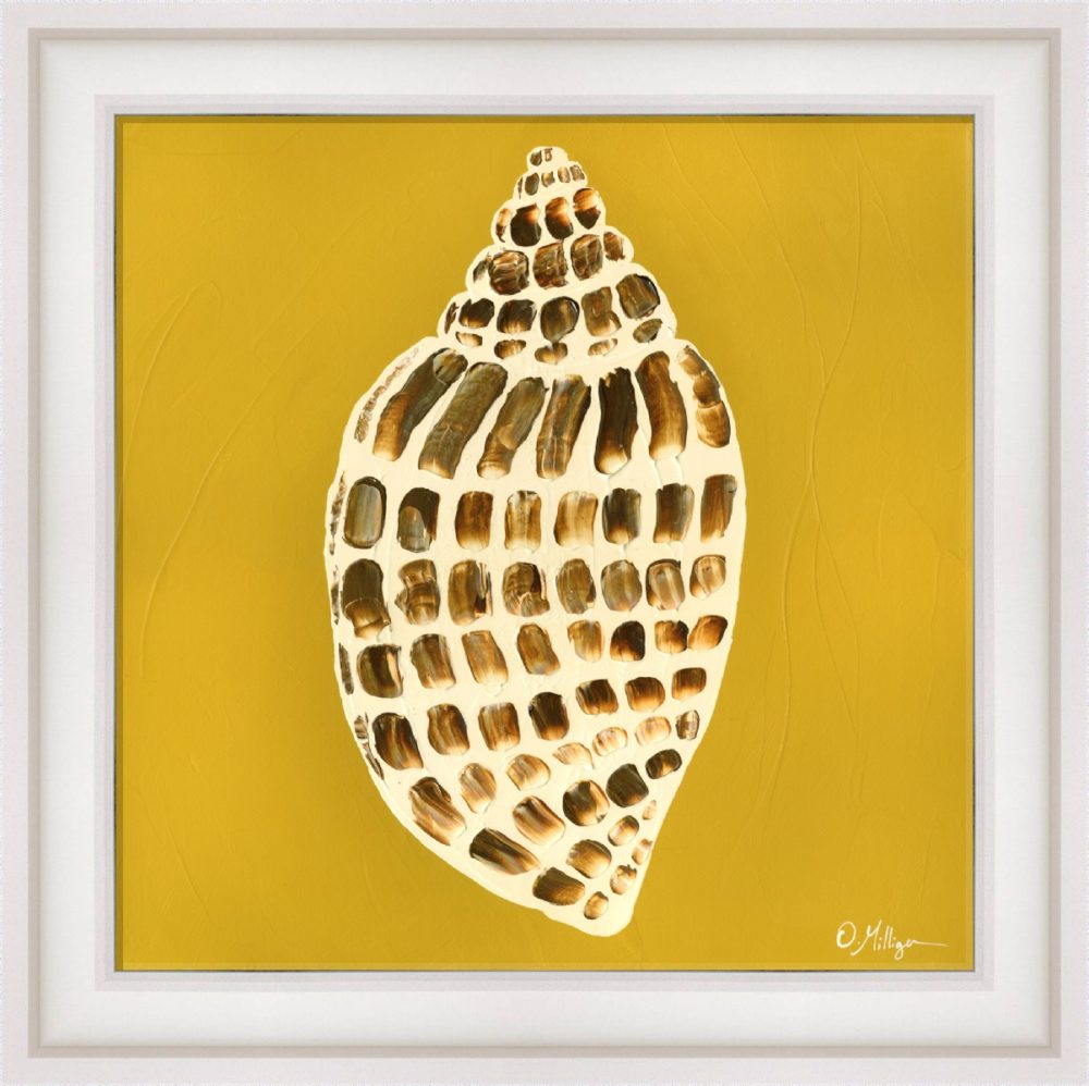 Shell Collector in White Frame