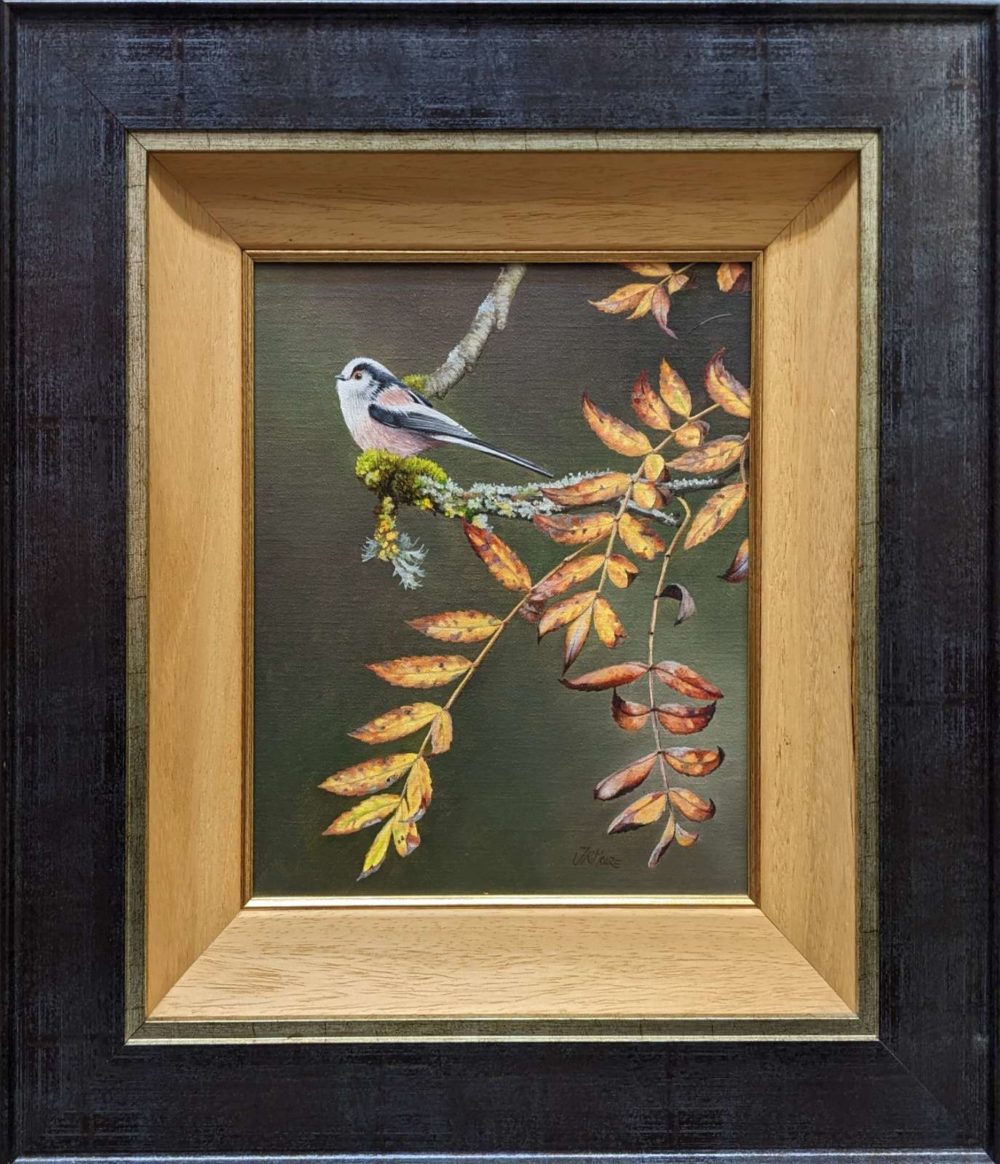 The Long Tail In The Rowan Tree In Black Frame