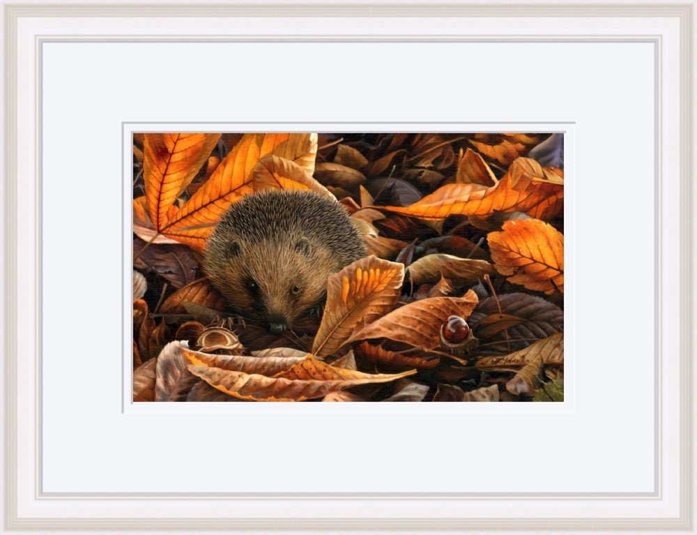 Hedgehog Print In White Frame